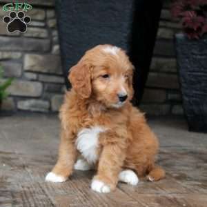 Benji, Mini Goldendoodle Puppy
