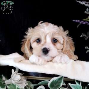 Benji, Cavachon Puppy
