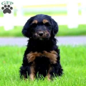 Benji, Bernese Mountain Dog Mix Puppy