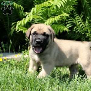 Benji, English Mastiff Puppy