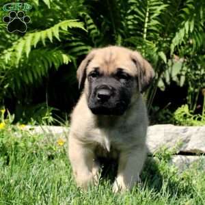 Benji, English Mastiff Puppy