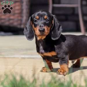 Benjie, Dachshund Puppy