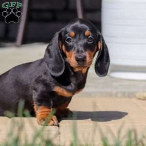 Benjie, Dachshund Puppy