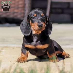 Benjie, Dachshund Puppy