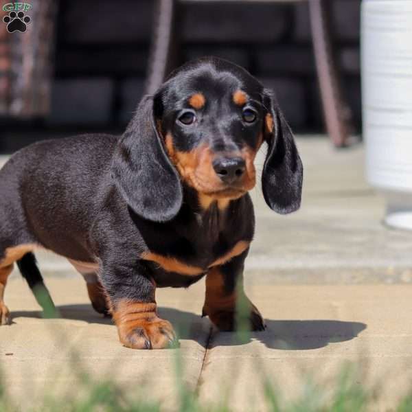 Benjie, Dachshund Puppy