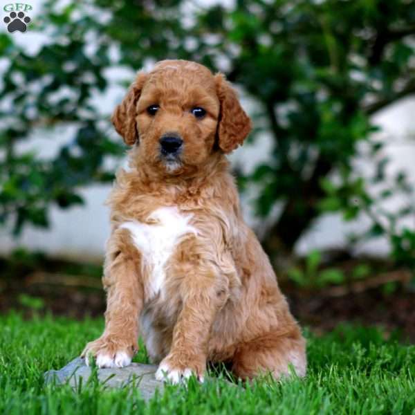 Benny, Goldendoodle Puppy