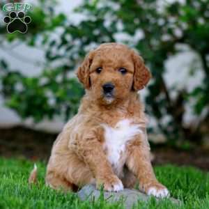Benny, Goldendoodle Puppy