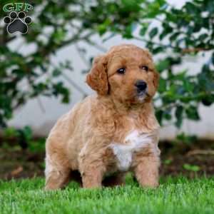 Benny, Goldendoodle Puppy