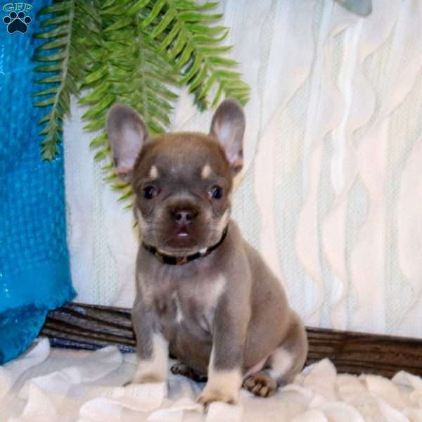 Bentley Boy, French Bulldog Puppy
