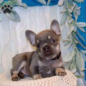 Bentley Boy, French Bulldog Puppy