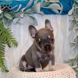 Bentley Boy, French Bulldog Puppy