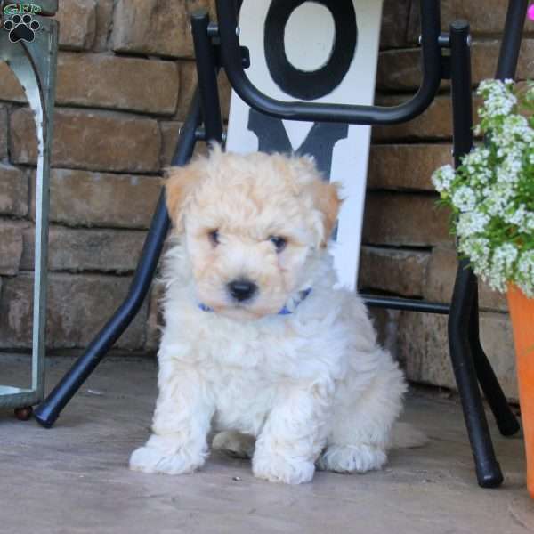 Bentley, Bich-Poo Puppy