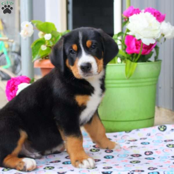 Bentley, Greater Swiss Mountain Dog Puppy