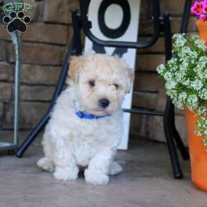 Bentley, Bich-Poo Puppy