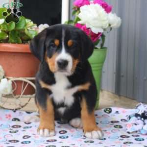 Bentley, Greater Swiss Mountain Dog Puppy