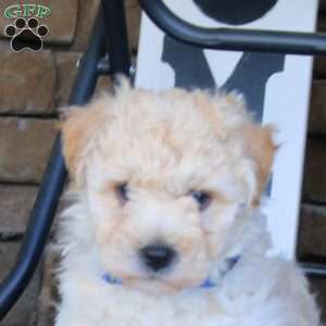 Bentley, Bich-Poo Puppy