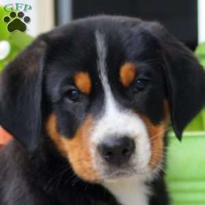 Bentley, Greater Swiss Mountain Dog Puppy