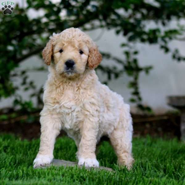 Bentley, Goldendoodle Puppy