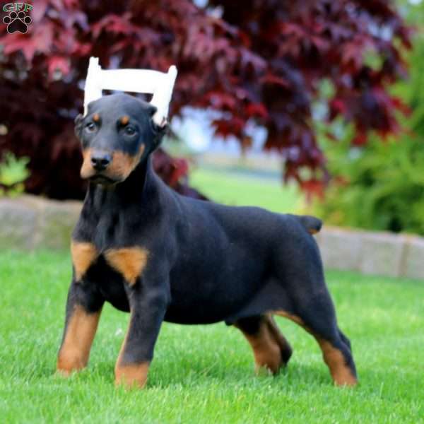 Bentley, Doberman Pinscher Puppy