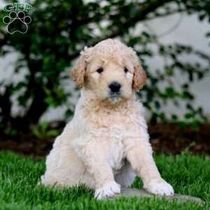 Bentley, Goldendoodle Puppy