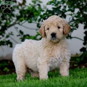 Bentley, Goldendoodle Puppy