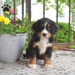 Berry, Bernese Mountain Dog Puppy