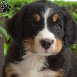 Berry, Bernese Mountain Dog Puppy