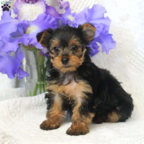 Betsy, Yorkie Puppy