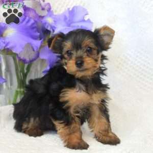 Betsy, Yorkie Puppy