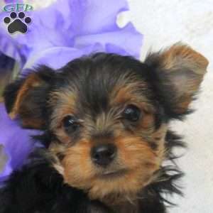 Betsy, Yorkie Puppy