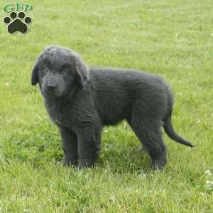 Betty, Newfoundland Puppy