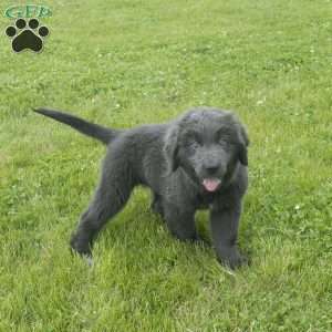 Betty, Newfoundland Puppy