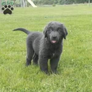 Betty, Newfoundland Puppy