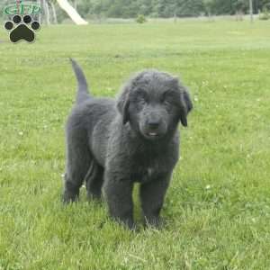 Betty, Newfoundland Puppy