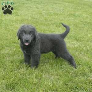 Betty, Newfoundland Puppy