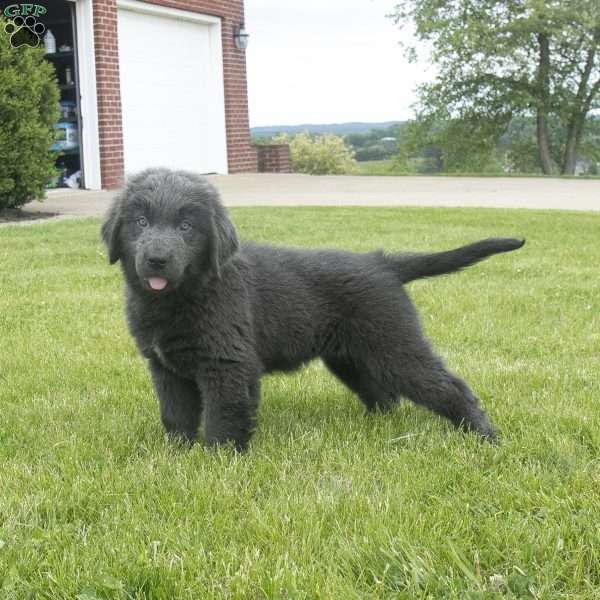 Betty, Newfoundland Puppy