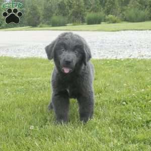 Betty, Newfoundland Puppy