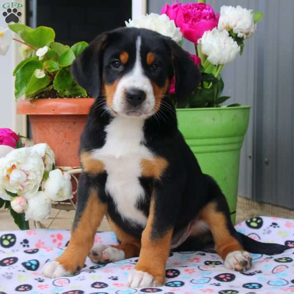 Betty, Greater Swiss Mountain Dog Puppy