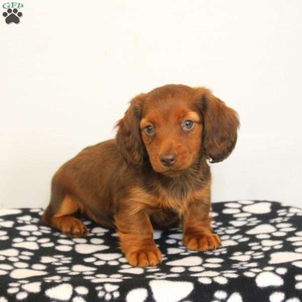 Betty, Dachshund Puppy