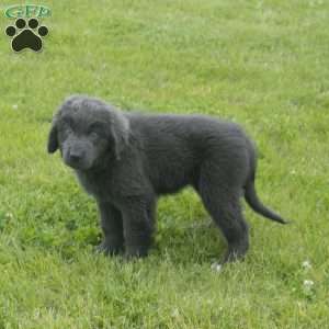 Betty, Newfoundland Puppy