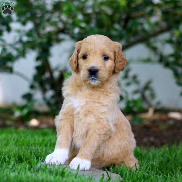 Bev, Goldendoodle Puppy
