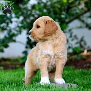 Bev, Goldendoodle Puppy