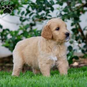 Bev, Goldendoodle Puppy