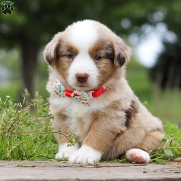 Bimota, Miniature Australian Shepherd Puppy