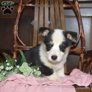 Bindi, Pembroke Welsh Corgi Puppy