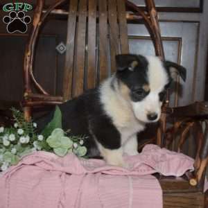 Bindi, Pembroke Welsh Corgi Puppy