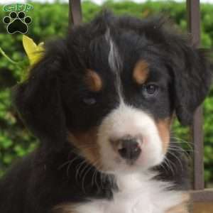 Bindi, Bernese Mountain Dog Puppy