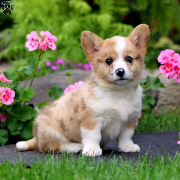 Bingo, Pembroke Welsh Corgi Puppy