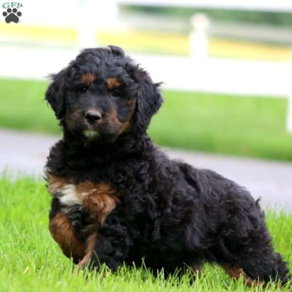 Bingo, Bernese Mountain Dog Mix Puppy