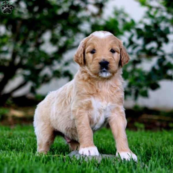 Bingo, Goldendoodle Puppy